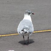 Franklin's gull. Adult, non-breeding. Takanini, Auckland, September 2009. Image &copy; Suzi Phillips by Suzi Phillips