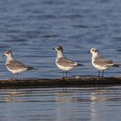 Franklin's gull. Three birds at various stages of moult, including one in basic plumage. Manhattan, Kansas, September 2014. Image &copy; David A. Rintoul by David A. Rintoul