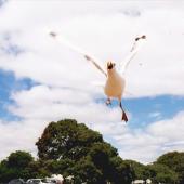 Red-billed Gull | Tarāpunga. Adult catching food in flight. Russell, January 2001. Image &copy; Joke Baars by Joke Baars