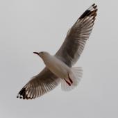 Red-billed gull. Adult in flight. Cape Brett, Northland, November 2018. Image &copy; Michelle Martin by Michelle Martin