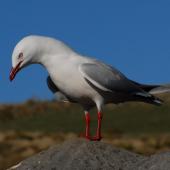 Red-billed Gull | Tarāpunga. Adult displaying. Otago Peninsula, August 2008. Image &copy; Peter Reese by Peter Reese
