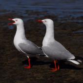 Red-billed gull. Pair. Northland, January 2008. Image &copy; Peter Reese by Peter Reese