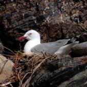 Red-billed gull. Adult on nest. Mayor Island, December 2007. Image &copy; Peter Reese by Peter Reese