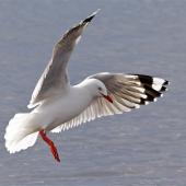 Red-billed gull. Adult in flight, about to land. Avon-Heathcote estuary, June 2014. Image &copy; Steve Attwood by Steve Attwood &nbsp;http://www.flickr.com/photos/stevex2/