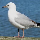 Red-billed gull. Immature. Pahi, Kaipara Harbour, July 2012. Image &copy; Thomas Musson by Thomas Musson tomandelaine@xtra.co.nz