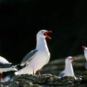 Red-billed gull. Adult alarm-calling. Kaikoura coast, November 1995. Image &copy; Albert Aanensen by Albert Aanensen