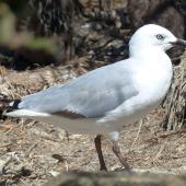 Red-billed gull. Immature. Enderby Island, Auckland Islands, January 2018. Image &copy; Alan Tennyson by Alan Tennyson