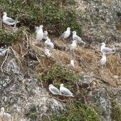 Red-billed gull. Breeding colony. Bay of Islands, December 2015. Image &copy; Les Feasey by Les Feasey