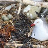Red-billed gull. Adult on nest alongside a nest with three eggs. Boulder Bank,  Nelson, November 2017. Image &copy; Rebecca Bowater by Rebeccca Bowater FPSNZ AFIAP www.floraandfauna.co.nz