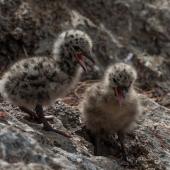 Red-billed Gull | Tarāpunga. Chicks a few days old. Cape Brett, November 2018. Image &copy; Michelle Martin by Michelle Martin