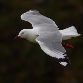 Red-billed Gull | Tarāpunga. Adult in flight. Cape Brett, Northland, November 2018. Image &copy; Michelle Martin by Michelle Martin
