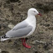 Red-billed gull. Adult. Mangere Island, Chatham Islands, October 2020. Image &copy; James Russell by James Russell
