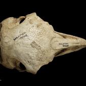 Crested moa | Moa koukou. Skull of holotype (dorsal). Specimen registration no. S.000026; image no. MA_I064700. Salisbury Tableland cave. Image &copy; Te Papa See Te Papa website: http://collections.tepapa.govt.nz/objectdetails.aspx?irn=100387&amp;term=S.000026