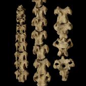 Crested moa. Vertebrae of holotype. Specimen registration no. S.000026; image no. MA_I064705. Salisbury Tableland cave. Image &copy; Te Papa See Te Papa website: http://collections.tepapa.govt.nz/objectdetails.aspx?irn=100387&amp;term=S.000026