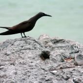Brown noddy. Adult with white chick. Wake Atoll, August 2004. Image &copy; David Boyle by David Boyle