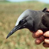 Brown noddy. Close up of adult head and bill, natural light. Curtis Island, October 1989. Image &copy; Graeme Taylor by Graeme Taylor