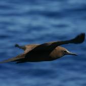 Brown noddy. Juvenile in flight. St Helena, South Atlantic, April 2006. Image &copy; David Boyle by David Boyle