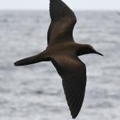 Brown noddy. Adult in flight. Kermadec Islands, March 2021. Image &copy; Scott Brooks (ourspot) by Scott Brooks