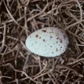 Brown noddy. Egg. Curtis Island, Kermadec Islands, October 1989. Image &copy; Alan Tennyson by Alan Tennyson