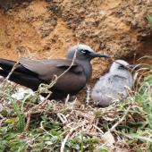 Brown noddy. Adult and chick at nest site. Phillip Island, Norfolk Island, November 2016. Image &copy; Ian Armitage by Ian Armitage