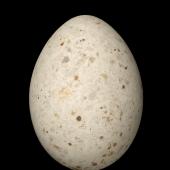 Brown noddy. Egg 49.4 x 36.0 mm (NMNZ OR.008473). Walpole Island, Loyalty Islands. Image &copy; Te Papa by Jean-Claude Stahl