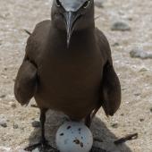 Brown noddy. Adult at nest with egg. Michaelmas Cay, January 2017. Image &copy; Imogen Warren by Imogen Warren