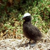 Black noddy. Chick in nest. Curtis Island, November 1989. Image &copy; Graeme Taylor by Graeme Taylor