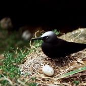 Black noddy. Adult on nest with egg. Curtis Island, November 1989. Image &copy; Graeme Taylor by Graeme Taylor