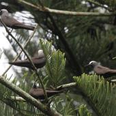 Black noddy. Four adults at nesting site. Norfolk Island, March 2011. Image &copy; Duncan Watson by Duncan Watson