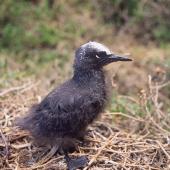 Black noddy. Chick. Curtis Island, Kermadec Islands, November 1989. Image &copy; Alan Tennyson by Alan Tennyson