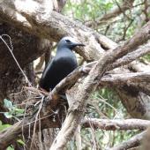 Black noddy. Adult on nest. Phillip Island, Norfolk Island, November 2016. Image &copy; Ian Armitage by Ian Armitage