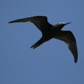 Black noddy. Adult in flight. Ascension Island, August 2008. Image &copy; David Boyle by David Boyle
