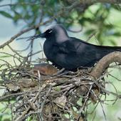 Black noddy. Adult on nest. North Meyer Islet, Kermadec Islands, November 1966. Image &copy; Department of Conservation (image ref: 10043421) by Don Merton Courtesy of Department of Conservation
