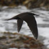 Black noddy. Adult in flight. Raoul Island, Kermadec Islands. Image &copy; Gareth Rapley by Gareth Rapley