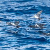 Grey noddy. Small flock feeding on ocean surface. The Petrel Station pelagic offshore from Tutukaka, February 2023. Image &copy; Scott Brooks, www.thepetrelstation.nz by Scott Brooks