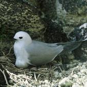 Grey noddy. Adult on nest containing an egg. Macauley Island, Kermadec Islands, September 1966. Image &copy; Department of Conservation (image ref: 10036299) by Brian Bell, Department of Conservation Courtesy of Department of Conservation