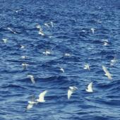 Grey noddy. Flock at sea. Off Curtis Island, Kermadec Islands, May 1982. Image &copy; Colin Miskelly by Colin Miskelly