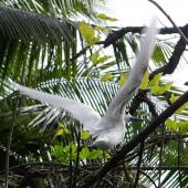 White tern. Adult with wings spread. Aitutaki, Cook Islands, July 2012. Image &copy; Ian Armitage by Ian Armitage