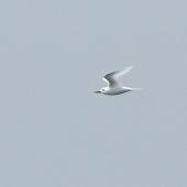 White tern. Adult in flight. Kermadec Islands, March 2021. Image &copy; Scott Brooks (ourspot) by Scott Brooks