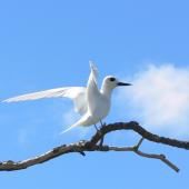 White tern. Adult. Ducie Atoll, December 2012. Image &copy; Tony Crocker by Tony Crocker
