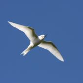 White tern. Adult in flight, ventral. Raoul Island, Kermadec Islands. Image &copy; Gareth Rapley by Gareth Rapley