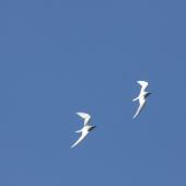 White tern. Two adults in flight. Raoul Island, Kermadec Islands. Image &copy; Gareth Rapley by Gareth Rapley