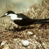Sooty tern. Adult on nest with egg. Curtis Island, November 1989. Image &copy; Graeme Taylor by Graeme Taylor