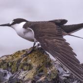 Sooty tern. Adult stretching wing. Pukerua Bay, Wellington, February 2022. Image &copy; Helen Duncan by Helen Duncan