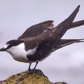 Sooty tern. Adult. Pukerua Bay, Wellington, February 2022. Image &copy; Helen Duncan by Helen Duncan