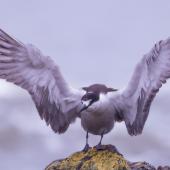 Sooty tern. Adult with wings spread. Pukerua Bay, Wellington, February 2022. Image &copy; Helen Duncan by Helen Duncan