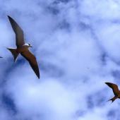 Sooty tern. Adults in flight. Phillip Island, Norfolk Island, December 2008. Image &copy; Joke Baars by Joke Baars