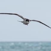 Sooty tern. Adult in flight. Pukerua Bay, Wellington, February 2022. Image &copy; Roger Smith by Roger Smith