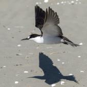 Sooty tern. Adult in flight. Waikanae Beach, February 2022. Image &copy; Roger Smith by Roger Smith