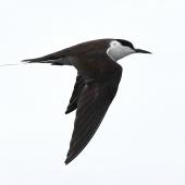 Sooty tern. Adult in flight. Meyer Islands (Kermadecs), March 2021. Image &copy; Scott Brooks (ourspot) by Scott Brooks
